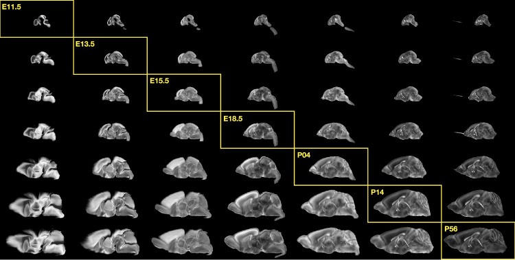 ANTsX pipelines for mapping the mouse brain