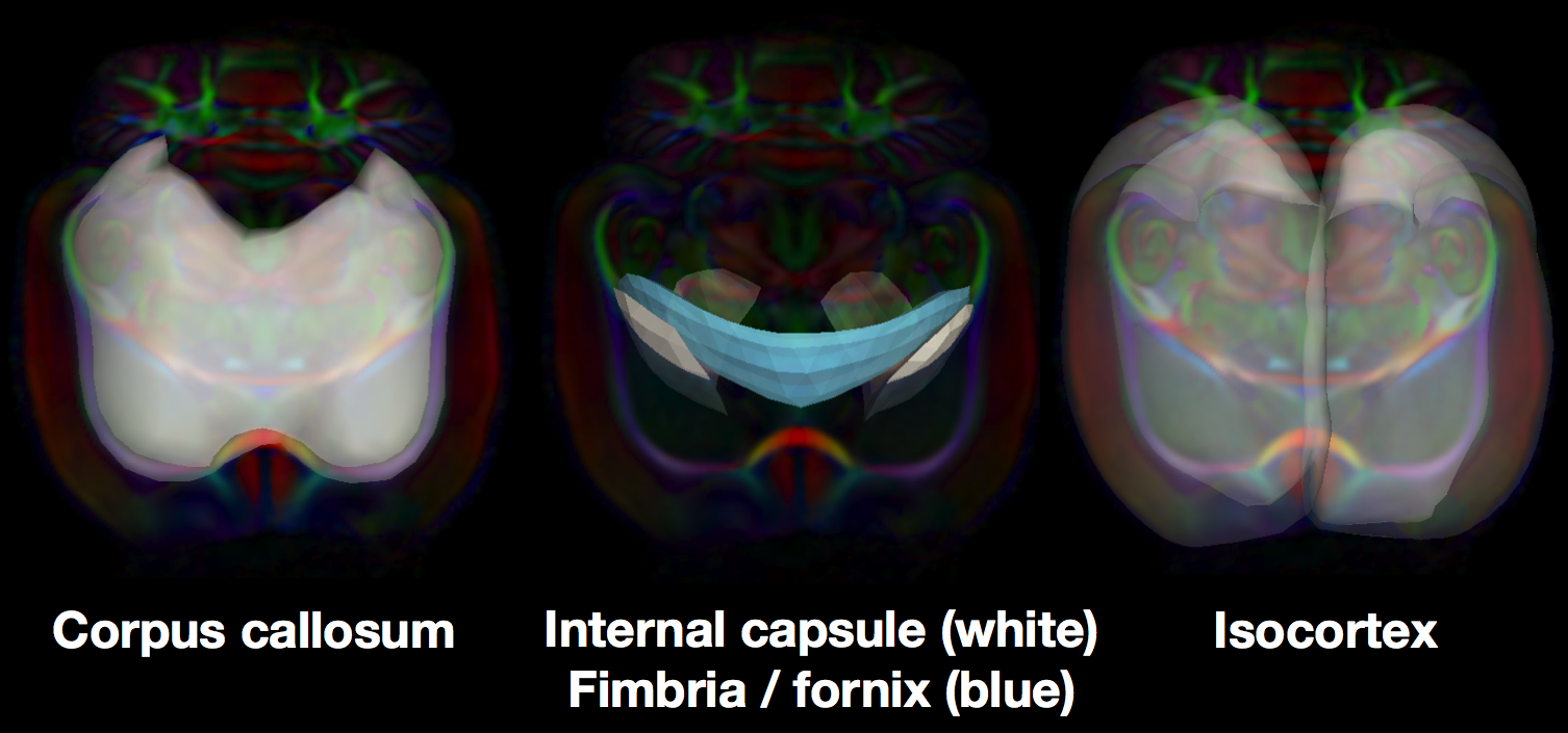 Structure Specific Analysis of white and gray matter in the rat brain