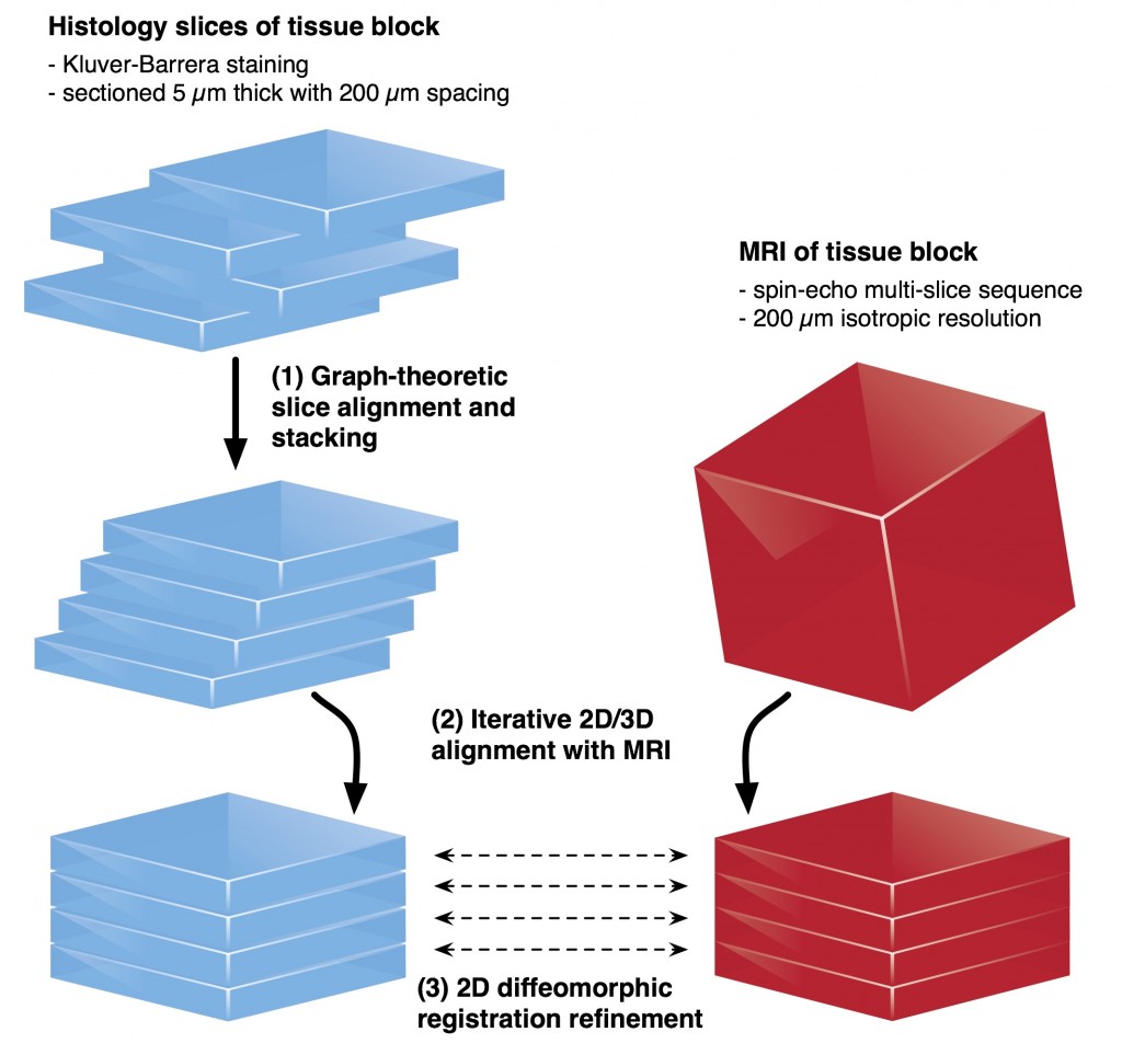 Major steps of histology reconstruction pipeline shown schematically for one tissue block