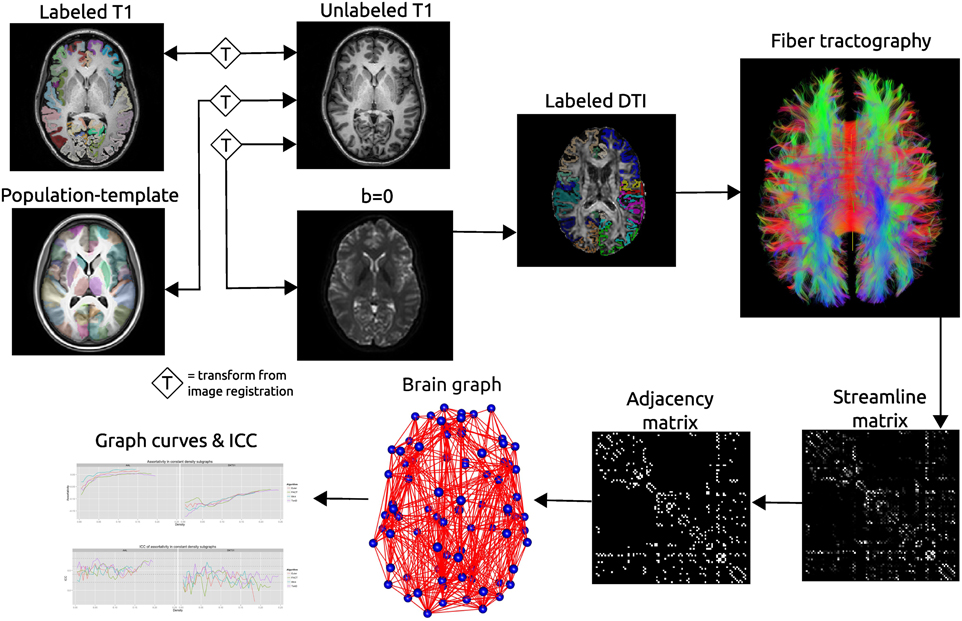 Reproducibility of graph metrics of human brain structural networks